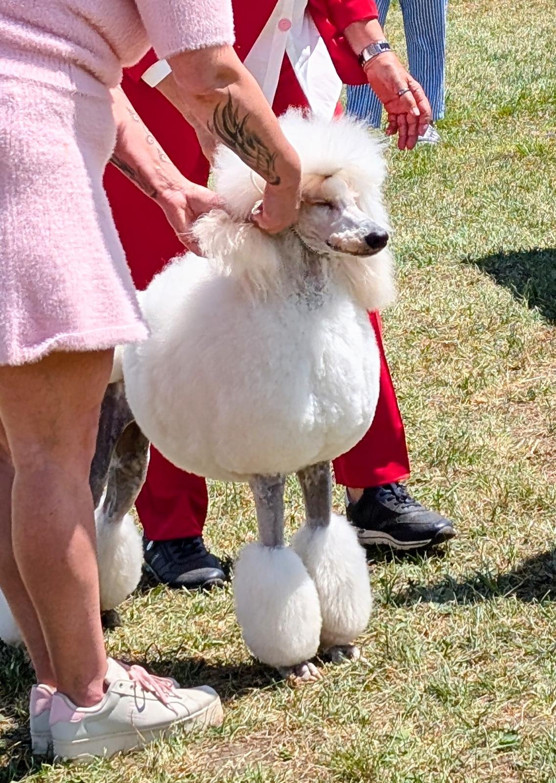 Weißer Pudel wird im Freien bei einer Hundeausstellung vorgeführt