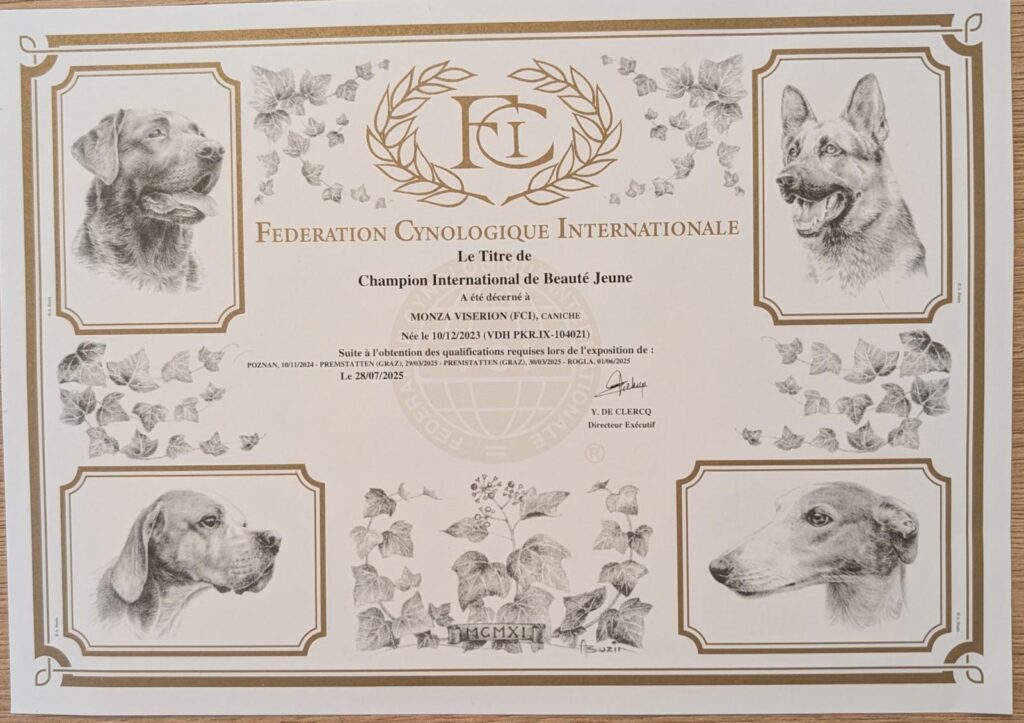Urkunde der Fédération Cynologique Internationale: Champion International de Beauté Jeune